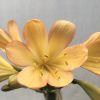 SH638  Light peach Clivia miniata with distinct pink edging to tepals and faint green throat - Image 2