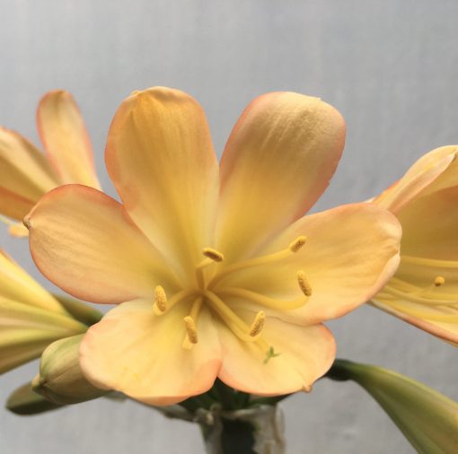 SH638  Light peach Clivia miniata with distinct pink edging to tepals and faint green throat - Image 2