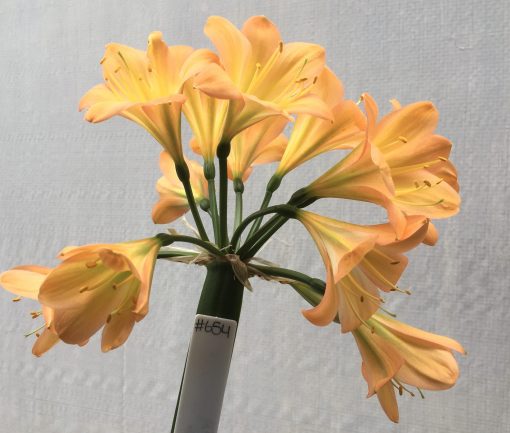 SH654  Mid peach Clivia miniata with very light green throat & pink blush - Image 2