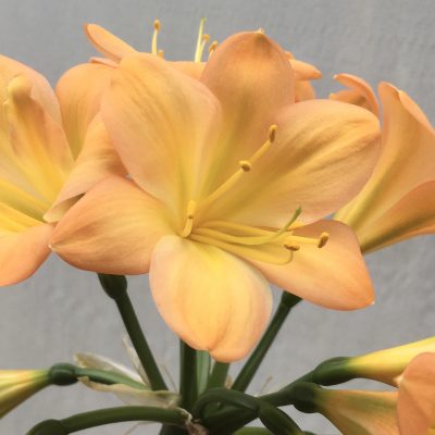 SH654  Mid peach Clivia miniata with very light green throat & pink blush