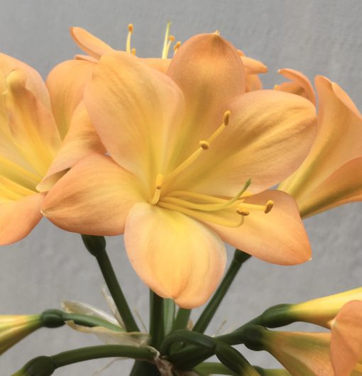 SH654  Mid peach Clivia miniata with very light green throat & pink blush