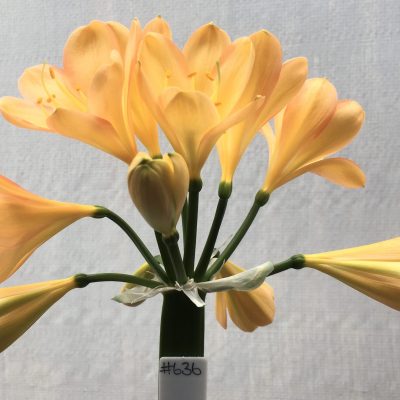 SH636  Light peach/pink Clivia miniata with broad overlapping tepals and pink edging