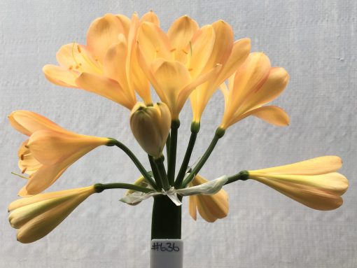 SH636  Light peach/pink Clivia miniata with broad overlapping tepals and pink edging
