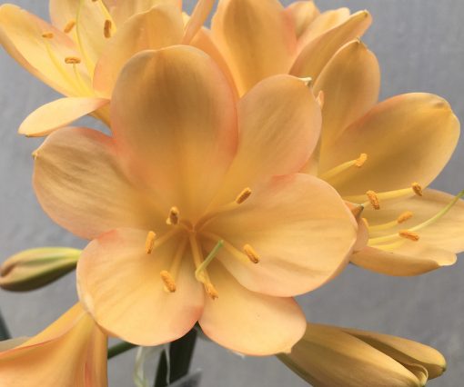 SH636  Light peach/pink Clivia miniata with broad overlapping tepals and pink edging - Image 2