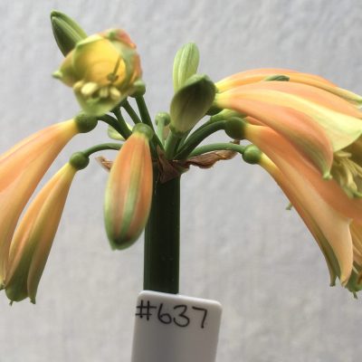 SH637  Orange/bronze Clivia Interspecific with green tips and slightly flared throat