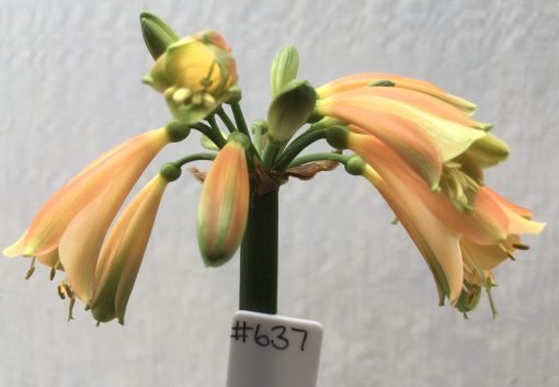 SH637  Orange/bronze Clivia Interspecific with green tips and slightly flared throat