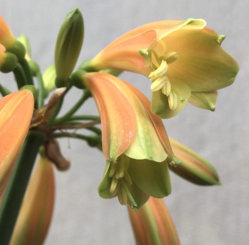 SH637  Orange/bronze Clivia Interspecific with green tips and slightly flared throat - Image 2