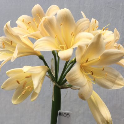 SH655  Light peach Clivia miniata with yellow throat