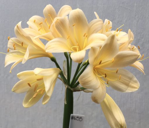 SH655  Light peach Clivia miniata with yellow throat