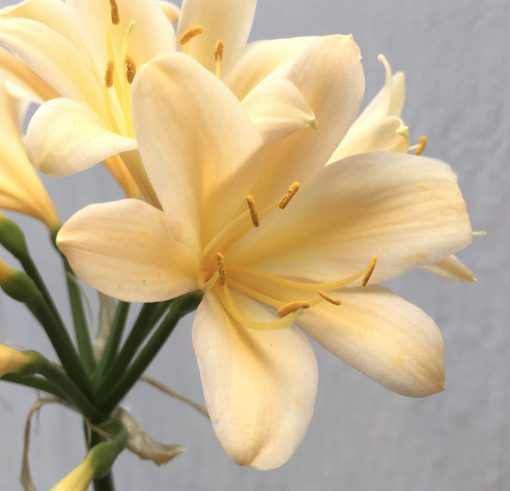 SH655  Light peach Clivia miniata with yellow throat - Image 2