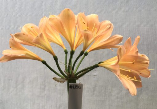 SH656  Mid peach Clivia miniata with light cream throat and light pink blush - Image 2