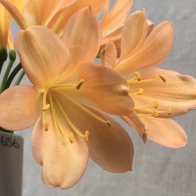 SH656  Mid peach Clivia miniata with light cream throat and light pink blush