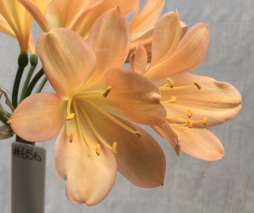 SH656  Mid peach Clivia miniata with light cream throat and light pink blush