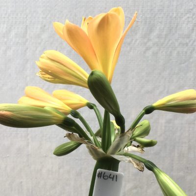 SH641  Light peach/pink Clivia miniata with light green throat