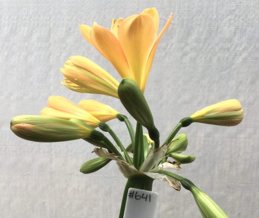 SH641  Light peach/pink Clivia miniata with light green throat