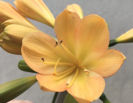 SH641  Light peach/pink Clivia miniata with light green throat - Image 2