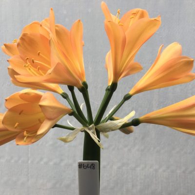 SH648  Mid peach Clivia miniata with hints of pink & broad overlapping tepals