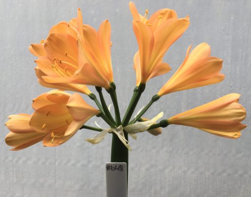 SH648  Mid peach Clivia miniata with hints of pink & broad overlapping tepals