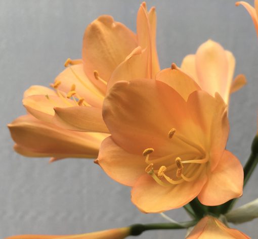 SH648  Mid peach Clivia miniata with hints of pink & broad overlapping tepals - Image 2