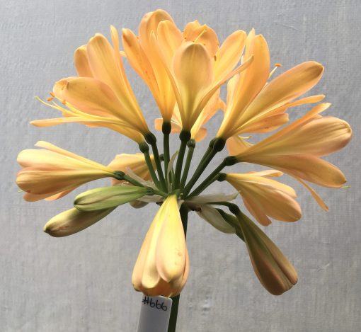 SH666  Mid peach Clivia miniata with strong pink blush & broad overlapping tepals - Image 2