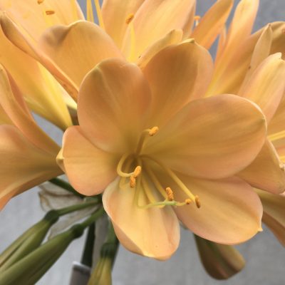 SH666  Mid peach Clivia miniata with strong pink blush & broad overlapping tepals