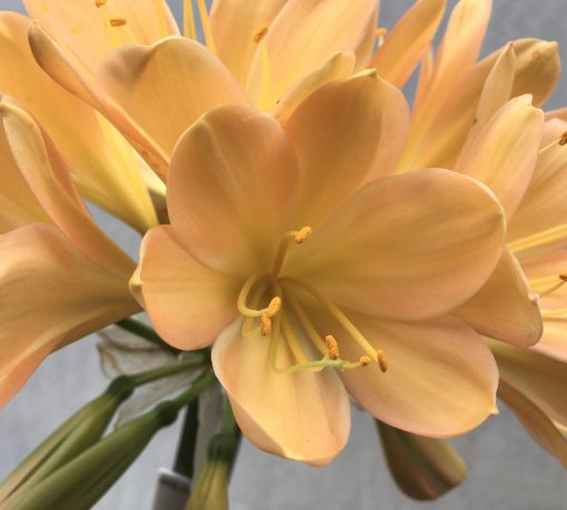 SH666  Mid peach Clivia miniata with strong pink blush & broad overlapping tepals