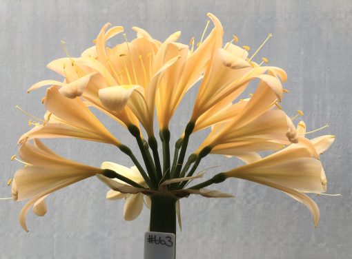 SH663  Light peach/pink Clivia miniata and lightly re-curving tepals - Image 2