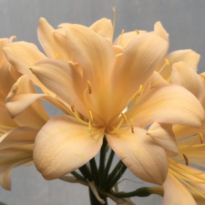 SH663  Light peach/pink Clivia miniata and lightly re-curving tepals