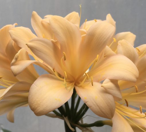 SH663  Light peach/pink Clivia miniata and lightly re-curving tepals