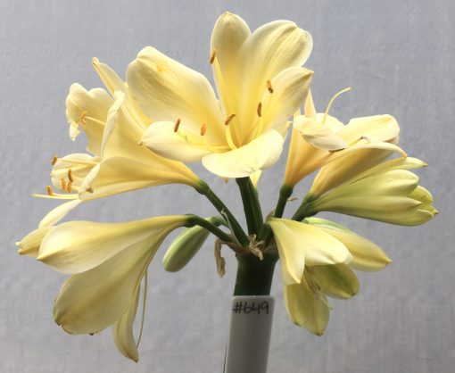 SH649  Cream/yellow Clivia miniata with green throat