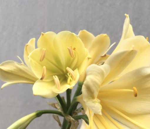 SH649  Cream/yellow Clivia miniata with green throat - Image 2