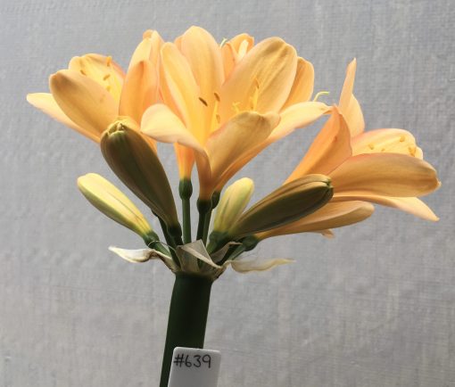 SH639  Light peach/pink Clivia miniata with yellow throat