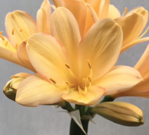 SH639  Light peach/pink Clivia miniata with yellow throat - Image 2