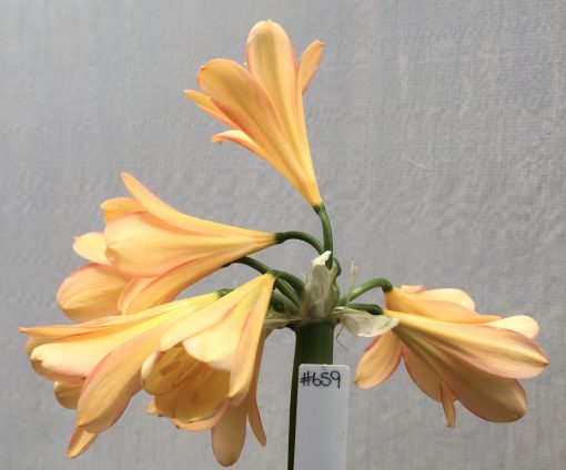 SH659  Light peach Clivia miniata with pink edging to tepals - Image 2