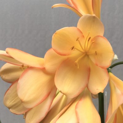 SH659  Light peach Clivia miniata with pink edging to tepals