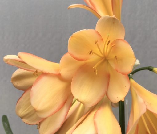 SH659  Light peach Clivia miniata with pink edging to tepals