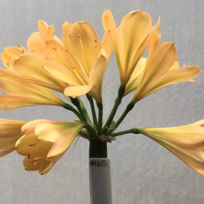 SH665  Light peach/pink Clivia miniata with light green throat