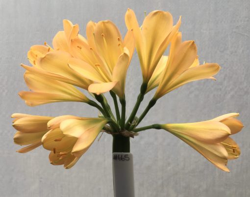 SH665  Light peach/pink Clivia miniata with light green throat