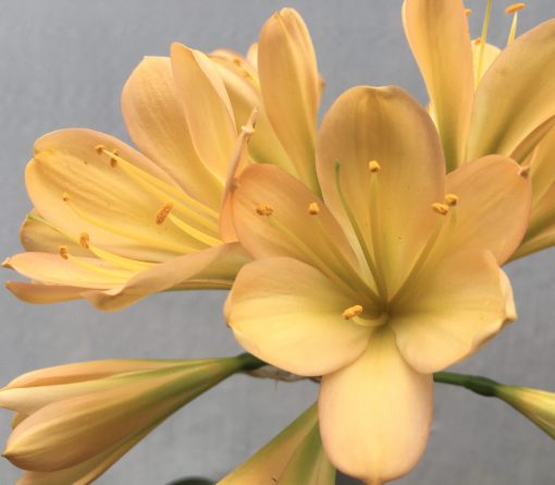 SH665  Light peach/pink Clivia miniata with light green throat - Image 2