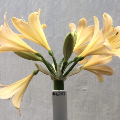 SH650  Lightly variegated peach Clivia miniata with yellow throat