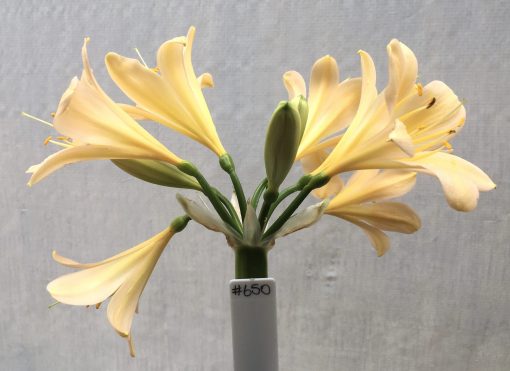 SH650  Lightly variegated peach Clivia miniata with yellow throat