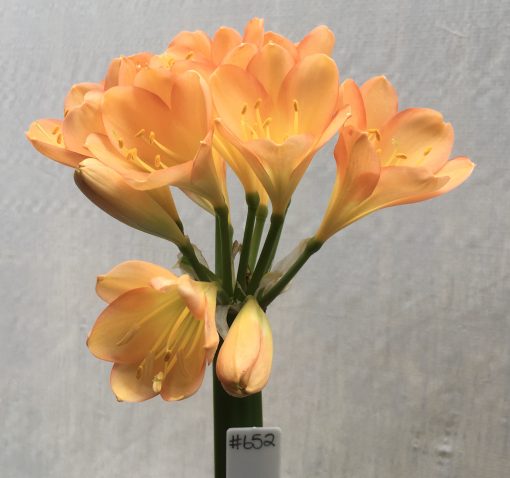 SH652  Mid peach Clivia miniata with pink blush and edging to tepals surrounding a yellow throat - Image 2