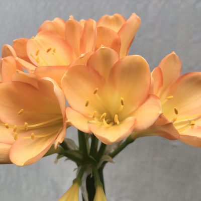 SH652  Mid peach Clivia miniata with pink blush and edging to tepals surrounding a yellow throat