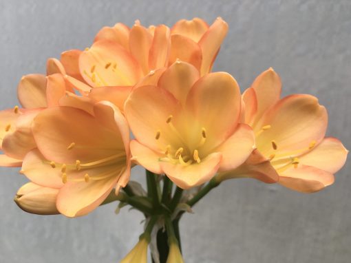SH652  Mid peach Clivia miniata with pink blush and edging to tepals surrounding a yellow throat