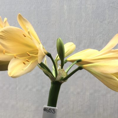 SH653  Very light peach Clivia miniata with light green throat