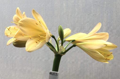 SH653  Very light peach Clivia miniata with light green throat