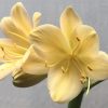 SH653  Very light peach Clivia miniata with light green throat - Image 2