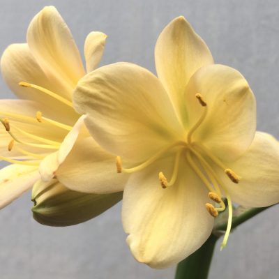 SH653  Very light peach Clivia miniata with light green throat