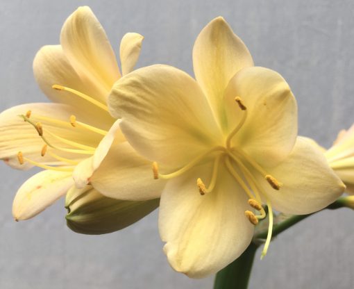SH653  Very light peach Clivia miniata with light green throat - Image 2