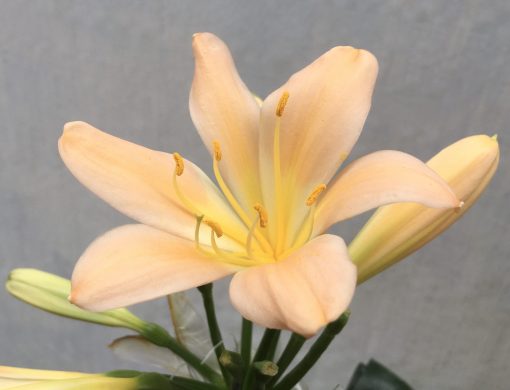 SH651  Light peach Clivia miniata with yellow throat - Image 2